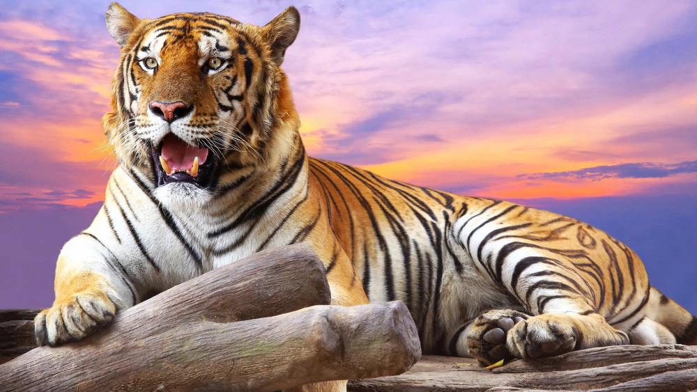 Тигр на закате