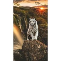 Белый тигр на закате