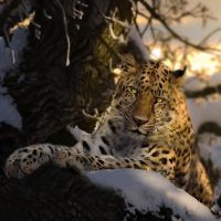 Дальневосточный  леопард