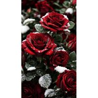 Бордовые розы в снегу